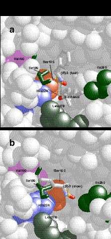 ábrázolásban a gyorsan [(R)-laktám] és lassan [(S)-laktám] reagáló enantiomerek javasolt tetrahedrális intermedier analógjai láthatók.
