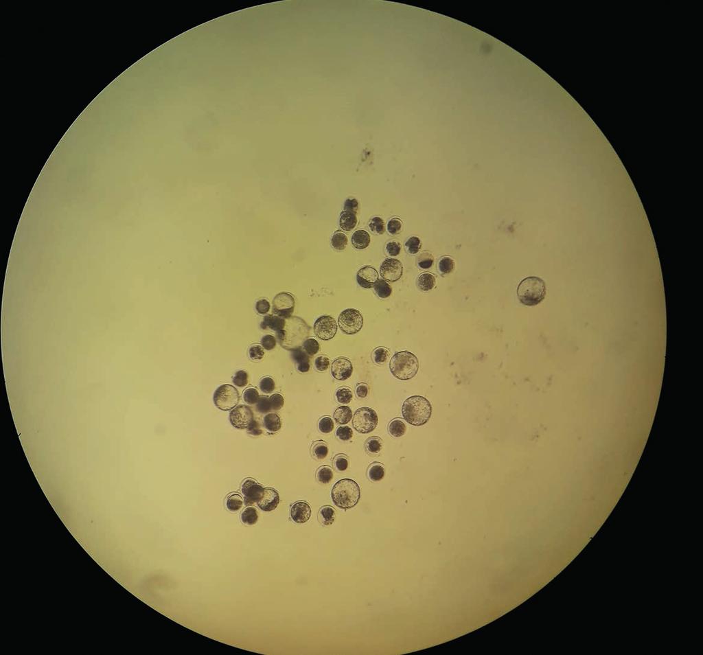 Közel 30 év telt el azóta, hogy a Mezőgazdasági Biotechnológiai Kutatóintézet, az Állattechnológiai Intézet és az Állatorvostudományi Egyetem Kísérleti Intézet a Magyar Állatorvosok Lapjában (1991