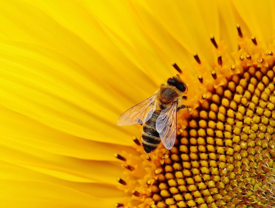 5.4.5. A méhek és más beporzó rovarok védelme A méhek és egyéb beporzó rovarok felelősek a gazdasági szempontból jelentős élelmiszernövények és a vadnövények nagy részének beporzásáért, így