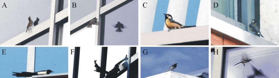 1.4. ábra: Két eltérő poláros fényszennyező forrás által odavonzott polarotaktikus vízirovarokat fogyasztó rovarevő állatok. 1., 2., 3.