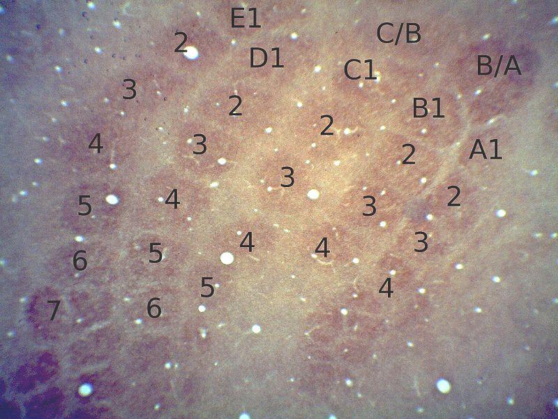 Kapcsoltság barrel cortex: