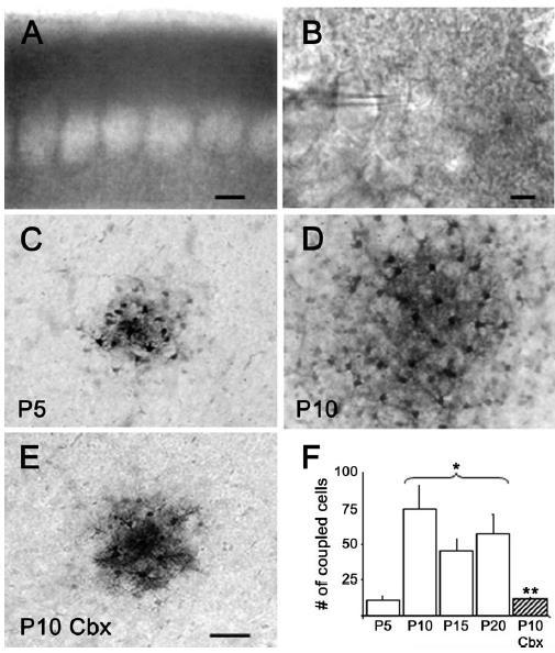 Kapcsoltság Such anatomofunctional organization offers an ideal model to study how astrocytic networks are organized in reference to neuronal compartments A: akut szelet, infravörös