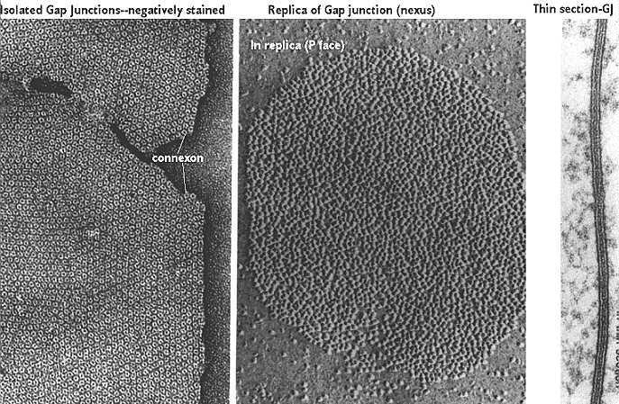 active contribution of glia to information processing Kapcsoltság glial cells have developed mechanisms alternative to synaptic transmission that is characteristic of neurons gap junction channels