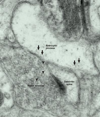 ELMI: szinaptikus-szerű mikrovezikulák (SLMVs) asztrocitában (hippocampus) Gliotranszmitterek Vezikuláris