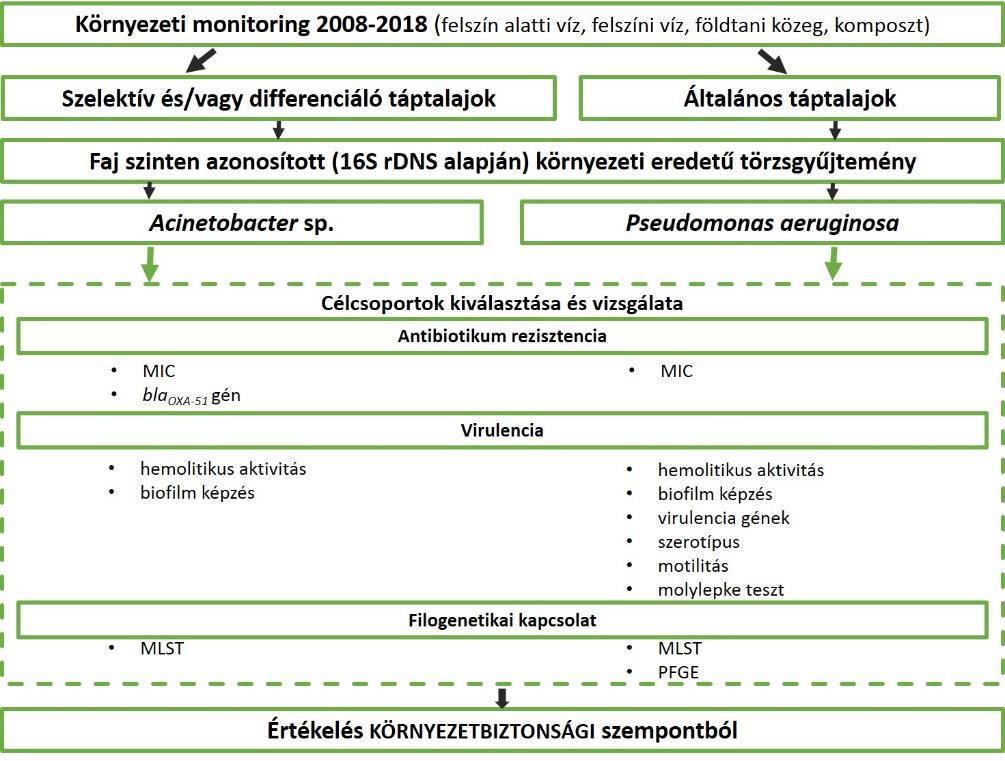 3. ANYAG ÉS MÓDSZER A doktori munkám során elvégzett vizsgálatok könnyebb áttekintésének érdekében, folyamatábrán (5. sz. ábra) szemléltetem kísérletsorozatom egészét. 5.sz. ábra: Doktori munkám során végrehajtott vizsgálatok folyamatábrája 3.