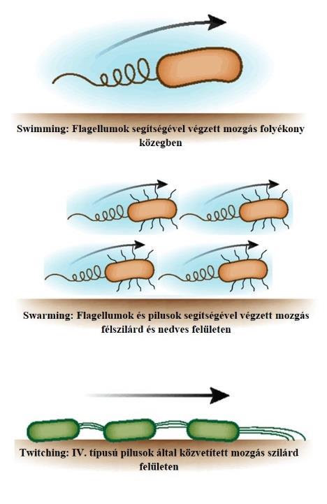7. sz. táblázat: A Pseudomonas aeruginosa virulencia gének vizsgálata során használt primerek (AJAYI ET AL., 2003., LANOTTE ET AL., 2004; BADAMCHI ET AL.