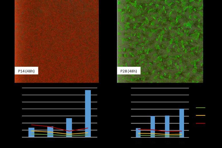 22. sz. ábra: A planktonikus sejtek felhalmozódása (P14) és a biofilm képző képesség (P28) környezeti eredetű P.