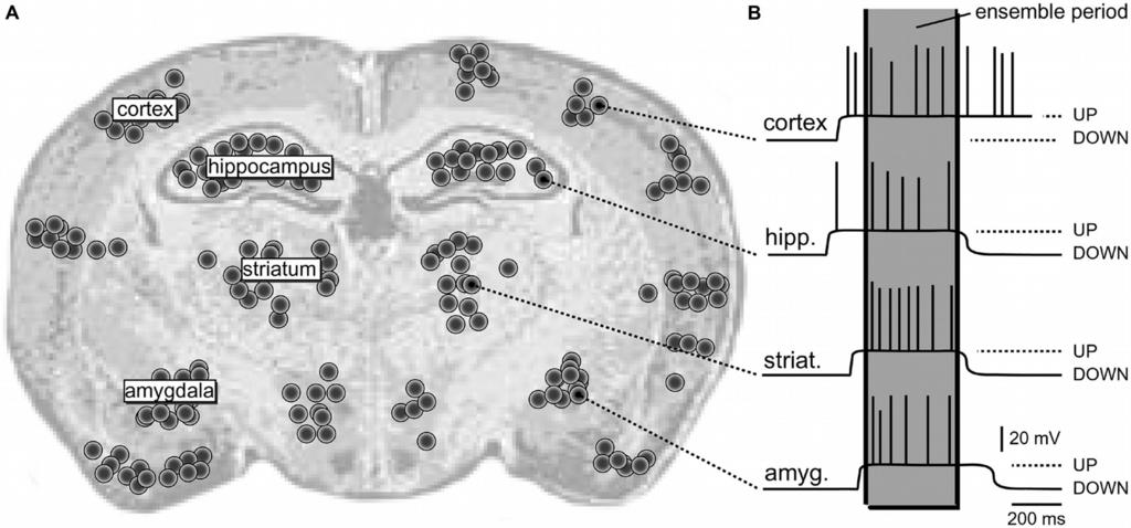 A szenzoros bemenetre kialakított érzetthez szükséges neuronpopulációk agyi elhelyezkedése. Mindegyik fekete pont kb 50 neuronnak felel meg.