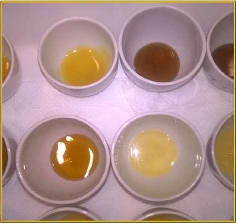 Capacites (Zoltan Kovacs, Zsanett Bodor), the Doctoral School of Food Science, Szent István University.