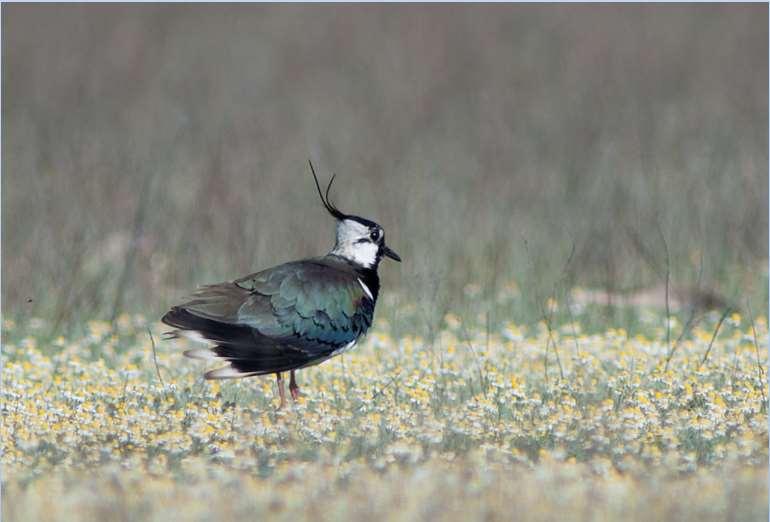 Tájtörténet és a természetvédelem története Natura 2000 hálózat : a Böddi-szék és térsége