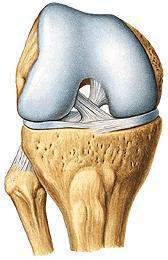 árok tibia sekély felszínű condylusai C alakú rostporcos meniscusok Meniscus
