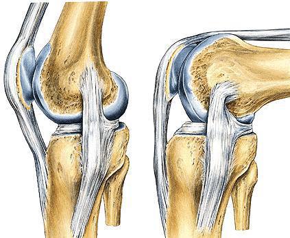 Térdízület Ízületi tok: feszes patella felett a M. quadriceps fem. alá türemkedik, kb. 8cm-t bursa suprapatellaris Szalagok: erős szalagok keresztszalagok: elülső, hátsó (lig.