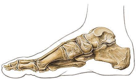 Alsó ugróízület art. Talotarsalis art. talocalcaneonaviculare Ízületet alkotó csontok: ugrócsont talus ízületi fej sarokcsont calcaneus íz. árok sajkacsont os naviculare íz.árok lig.