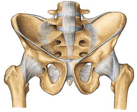 Medence Kétoldali medencecsont + keresztcsont Részei: - Nagymedence (pelvis major), oldalt a csípőlapátok, keresztcsont, elől