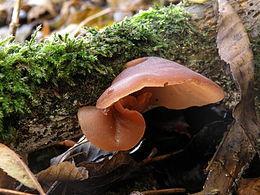 auricula-judae