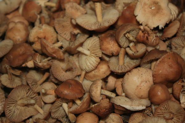 Marasmius