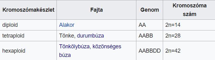 Búzák alakor v. egyszemű búza (Triticum monococcum) egy füzérke 1 szemtermés, 1 toklásszálka tönke v. kétszemű búza (Triticum dicoccum) egy füzérke 2 szemtermés, 2 toklásszálka (T. turgidum. ssp.