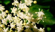 36-70-772-0953 E-mail: tamas.rozsa@hortiservice.