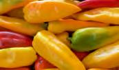 6000 Kecskemét, Halasi út 25. Tel,/fax: +36-76/411-836 E-mail: info@hortiservice.hu Web: www.hortiservice.hu Az Italpollina SPA Európa legnagyobb szerves növényi tápanyagelőállítója, ISO 9001 minősítéssel rendelkezik.
