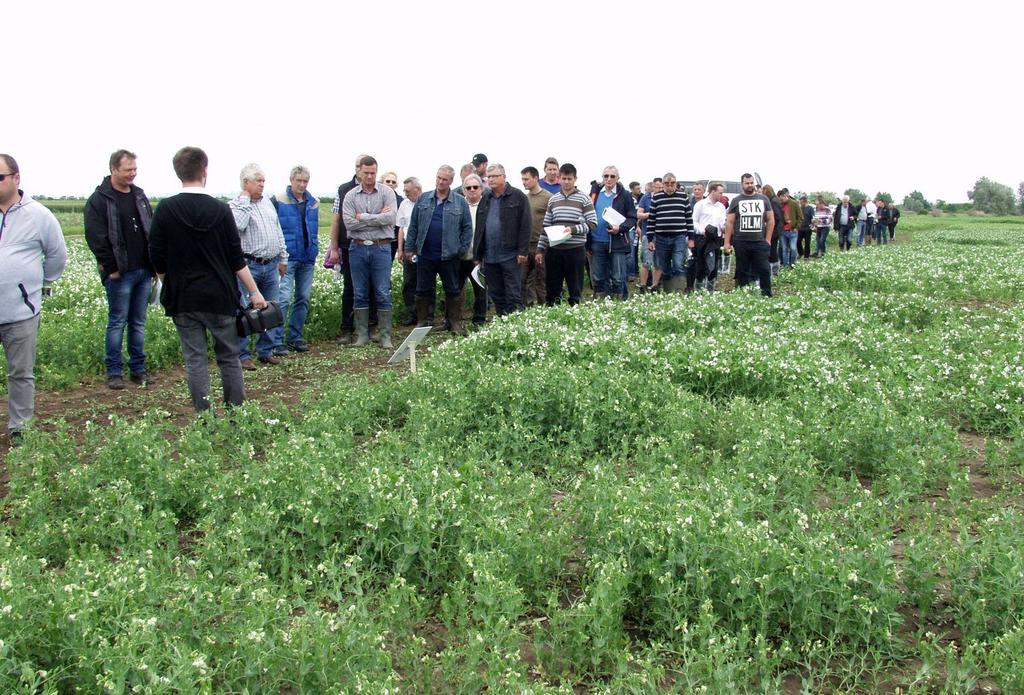 A fajták tulajdonosa a van Waveren cég, amellyel 5 éve dolgozik együtt a legnagyobb hazai mezőgazdasági integrátor. A 16 fajta közül 12 normál szemű, 4 apró szemű.