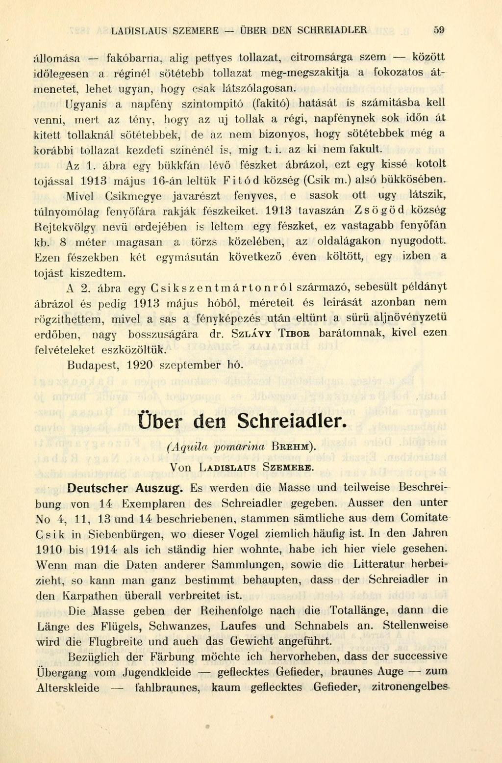 LADISLAUS SZEMERE ÜRER DEN SCHREIADLER 59 állomása fakóbarna, alig pettyes tollazat, citromsárga szem között időlegesen a réginél sötétebb tollazat meg-megszakitja a fokozatos átmenetet, lehet ugyan,