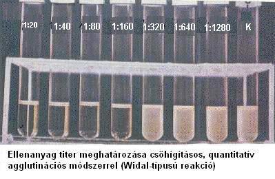 Widal-típusú reakciók (Csőagglutinációs vizsgálatok) Gruber-Widal: hastífusz diagnosztizálása Ag: Salmonella typhi, paratyphi A,B,C; O, H antigén At: beteg széruma Titer: 1:200