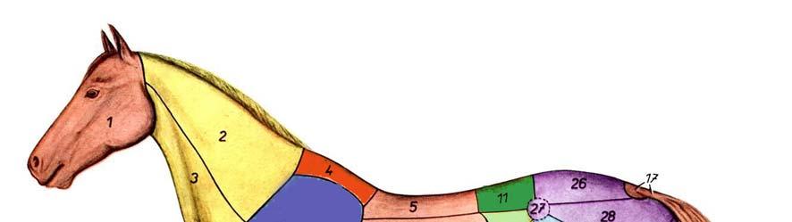3. feladat Színek, színárnyalatok felismerése Melyik lószín a kedvence?