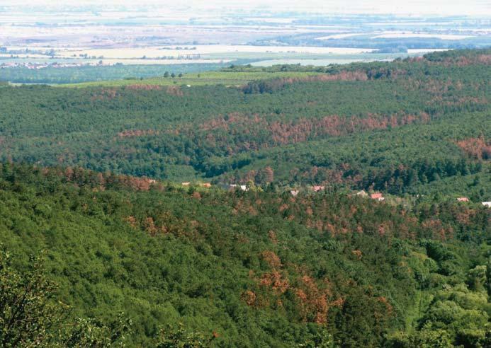 Az elpusztult faegyedek április végi elsõ vizsgálatakor a pusztulást közvetlenül kiváltó biotikus okot (rovar, kórokozó) még nem tudtunk azonosítani, de a június közepén végzett mintavételezések