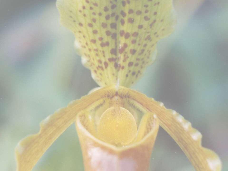 In vitro vizsgálatok természetes táptalajkiegészítők alkalmazásával a Paphiopedilum venustum (Wall.