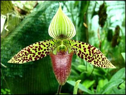 Paphiopedilum sukhakulii - anyag és módszer Paphiopedilum sukhakulii Schoser & Senghas táptalajok: M (kontroll), csicsóka-homogenizátum növekvő konc.