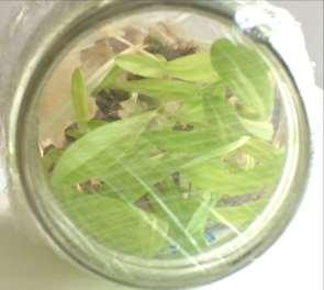 Liparis loeselii (hagymaburok) állomány fenntartása steril kultúrában - eredmények értékelés alapja protokormok - szárgumófejlődés mértéke, zöld szín