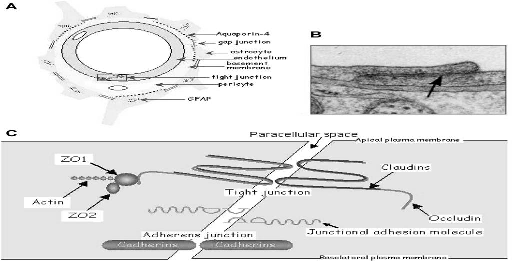 Az agyi kapilláris szerkezete Rétegei: 1. Endotélium 2. Bazális membrán (pericita) 3. Asztrogliavégtalpak 100 cm 2 /g felszín, az endotélsejtek agy térfogatának mintegy 0.