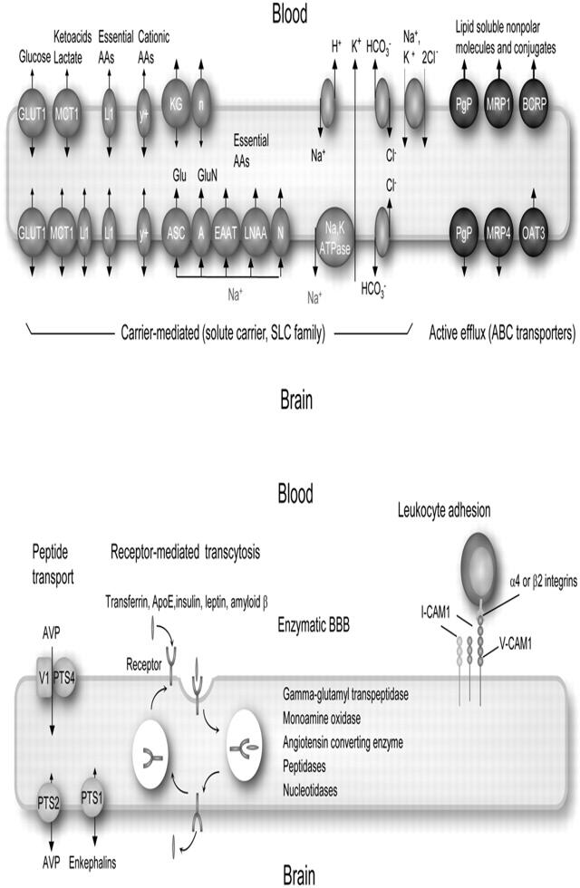 Multispecifikus transzporterek a vér-agy gátban AGY VÉR Hagenbuch, B. et al. News Physiol Sci 17: 231-234 2002; doi:10.1152/nips.01402.