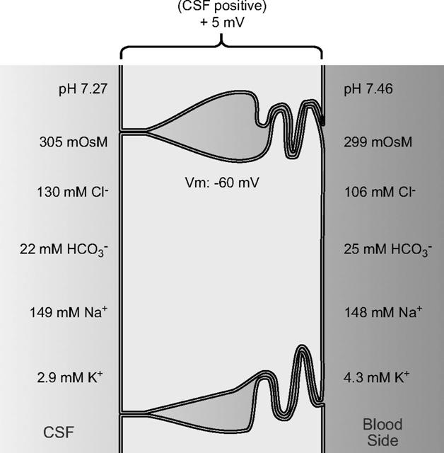 CSF képződés: elektrolit transzport a plexus choroideus epitheliumban Bazolateralisan: Cl - felvétel (anion exchanger 2