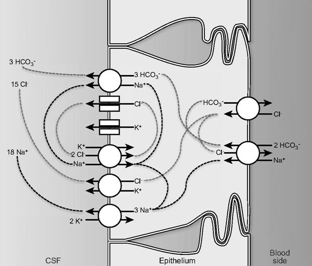 ból szénsavanhidrázzal Luminalisan: Na + export: Na + /K + ATPáz, HCO 3- export elektrogén Na + /HCO 3- kotranszporter