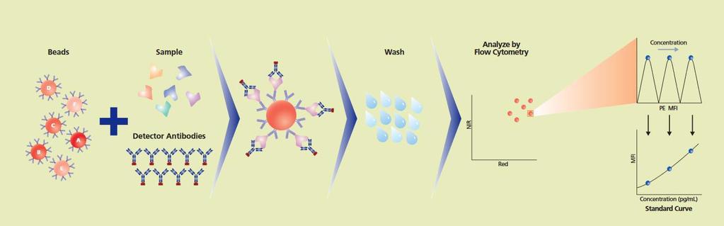 Multiplex citometria citokinmérés Multiplex áramlási citometriás mérés CBA Cytokine Bead Array (Beckton Dickinson) Nagy számú analit mérése akár 1 mintából (vs ELISA, ahol sok mintából 1 analit