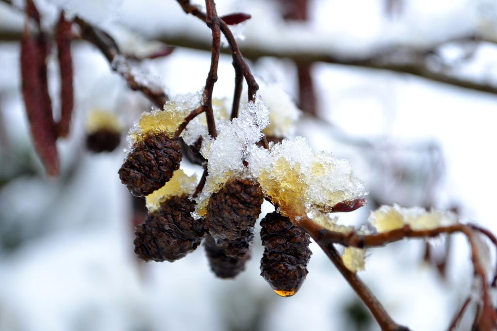 Tél a Kecskeméti Arborétumban Fotó: Sipos Istvánné Mónika A KEFAG Kiskunsági Erdészeti és Faipari Zrt.