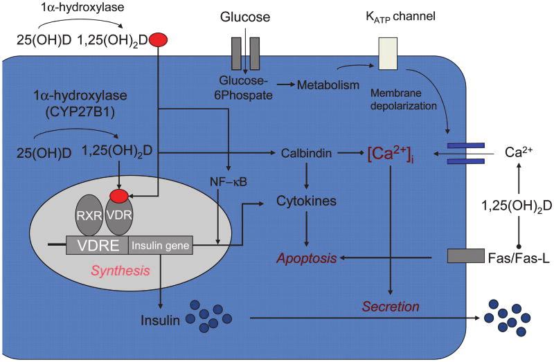 D-vitamin és béta-sejt Mitri et al.