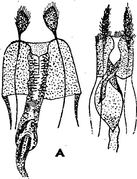XVI. MICROLEPIDOPTERA H. MOLYLEPKÉK II. 3 111 303 (304) Az introitus vaginae szája igen széles, olyan széles, mint az egész subgenitalis lemez hossza!