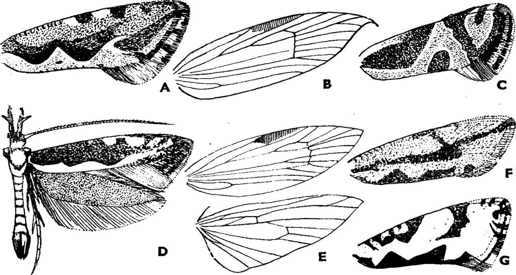 XYI. MICROLEPIDOPTERA II. MOLYLEPKÉK II. 3 11 26 (21) Alapszíne barnássárga, a keresztsávok közül legalább a külső megvan. A chazariellum változata (lásd: 18. sorszám alatt) chazariellum ab.