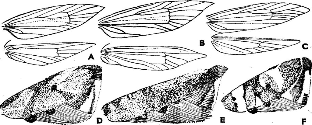 XVI. MICROLEPIDOPTF.RA II. M OLYI.EPKÉK II. 3 135 19 (20) Elülső szárnyának csúcsa alatt a rojt hirtelen megvilágosodik, és így a szárnycsúcs sarló alakúan hátragörbülőnek látszik.