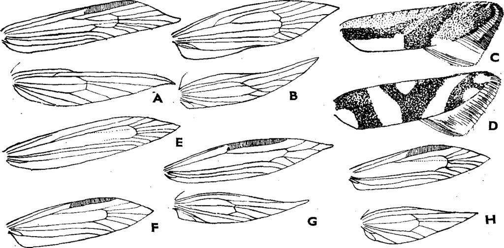 XVI. MICHOLEPIDOPTERA II. MOLYLEPKÉK II. 3 17 13. nem : Argyresthia Hbn. Ajaktapogatója 1 2 fejhosszúságú, hajlott vagy lecsüngő, vékony és sima, csúcsíze hegyes (6. ábra : B).