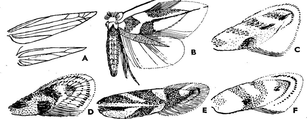 3 22 DR. GOZMÁNY LÁSZLÓ XVI. 18. család : BUCCULATRICIDAE - SZEMTAKARÓS FEHÉRMOLYOK Fejtetőjén és tarkóján nagy, elálló, laza szőrcsomó van, homloka azonban sima. Csápostora rövidebb, mint a Szárnya.