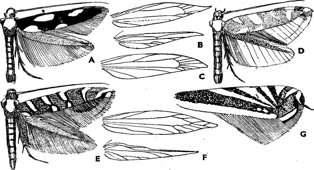 XVI. MICROLEPIDOPTERA H. MOLYLEPKÉK II. 3 61 A nem a palearktikumban elterjedt, hazánkban 2 faját találták. Gazdaságilag közömbösek.