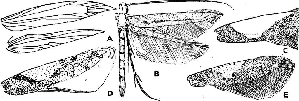 XVI. MICROLEPIDOPTERA II. MOLYLEPKÉK II. 3 65 15 (14) Elülső szárnyának külső felében, a sárga szegélyfolton túl, még van sárga rajzolat! elem, amely apró, elmosódott foltokból áll. 12 14 mm.