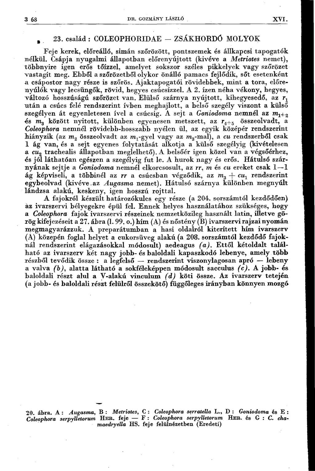 3 68 D R. GOZMÁNY LÁSZLÓ XYI., 23. család : COLEOPHORIDAE - ZSÁKHORDÓ MOLYOK Feje kerek, előreálló, simán szőrözött, pontszernek és állkapcsi tapogatók nélkül.