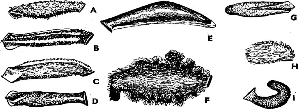 XVI. MICROLEPIDOPTERA II. M OLYLEPKÉK II.