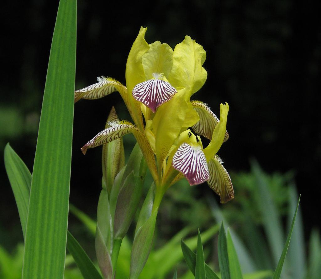 Tarka nőszirom A nyár elején virágzók között meg kell még említenünk a Magyarországon is honos, különleges szépségű, ritka és védett tarka nőszirmot (Iris variegata).