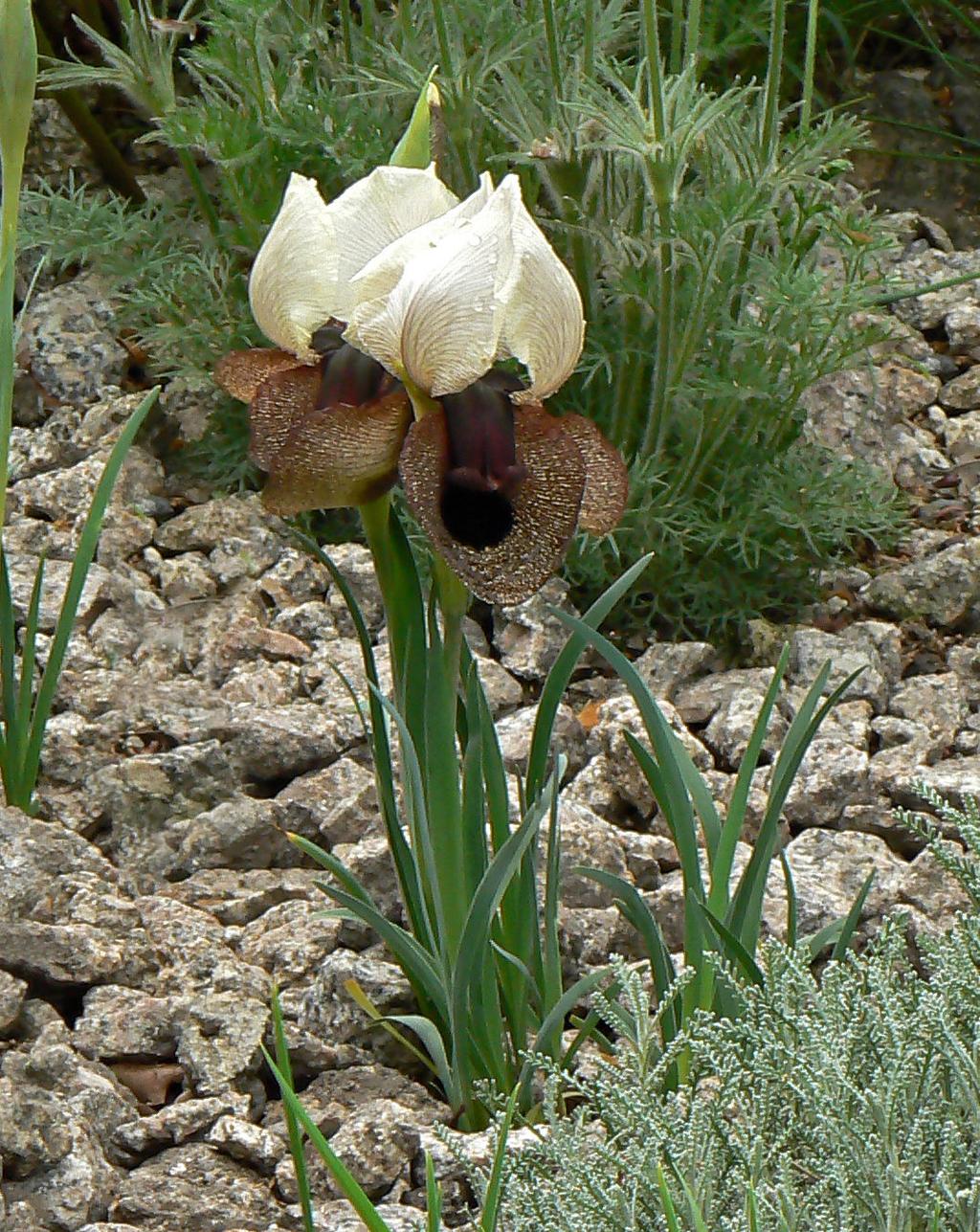 Iris iberica ssp. elegantissima A legkülönlegesebbek és legdíszesebbek az arilluszos íriszek (az arillusz a húsos magköpeny tudományos neve), ám egyúttal ők a legnehezebben tarthatók is.