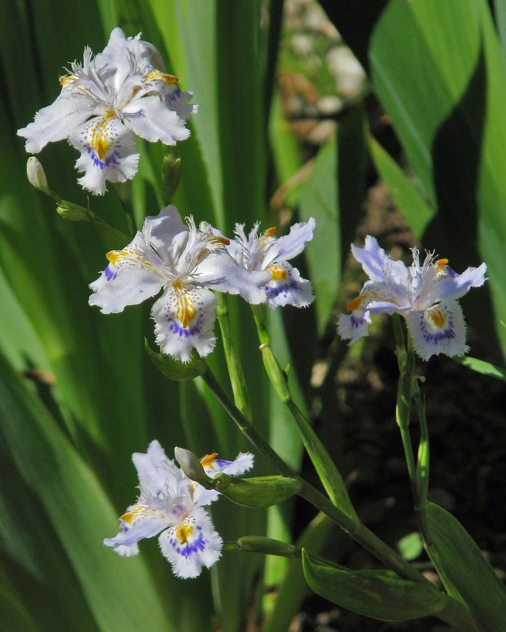 A hazánkban is honos homoki írisz (Iris arenaria) is az arilluszos íriszek csoportjába tartozik.